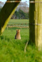 Cat sitting in pasture France