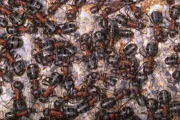 Südholz -Ameisenkolonie