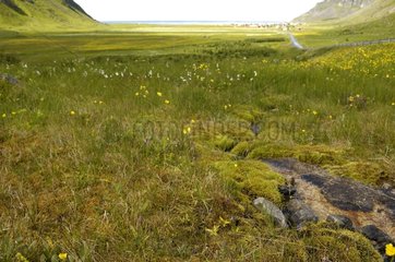 Brook in a wet meadow Lofoten Islands Norway