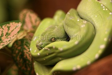 Coiled up green Snake resting