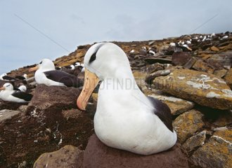 Black eyebrows albatross in nest Falklands