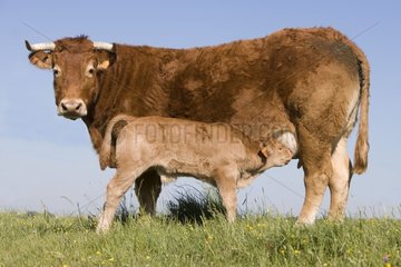 Veal sucking a cow Limousine pastured France
