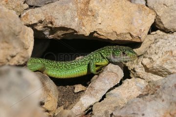 Lizard green in the stones in Alsace