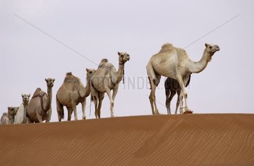 Caravan of Dromedaries United Arab Emirates