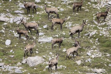 Chamois herd with youngsters on rocks Valais Switzerland