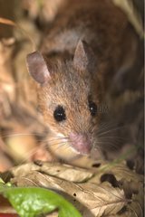 Portrait of a Long-tailed field mouse hiding in the leaves
