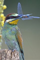 European Bee-eater with a Dragonfly in beak France