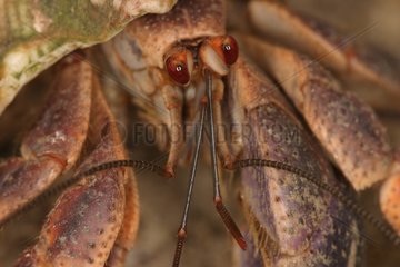 Portrait of Hermit Crab Guadeloupe