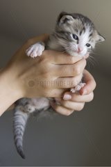 Kitten carried by the hands of child