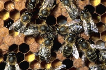 Abeilles dans une ruche sur le couvain en été Belfort