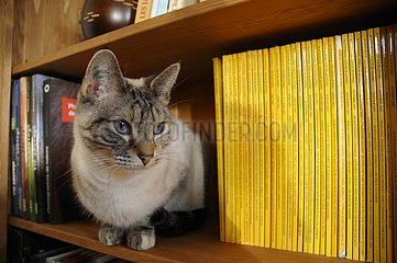 A cat lying in the bookcase and observes