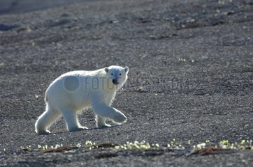 Polar Bear walking on Bathurst Island in summer Canada