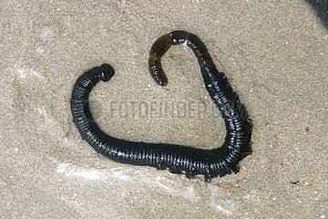 Dead Lugworm am Sand bei Ebbe Frankreich