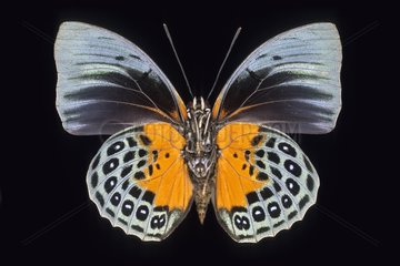 Butterfly Agrias Ecuador