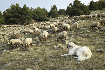 Schäferhund  die eine Schafsherde Mercantour NP beobachten
