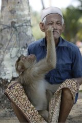 Macaque à queue de cochon et son dresseur Malaisie