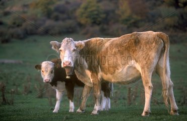 Vache et son veau dans un pré en Bulgarie