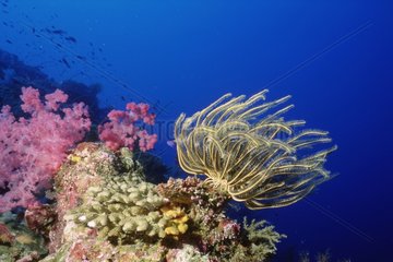 Crinoid auf einem Korallenriff am FuÃŸe des Indischen Ozeans