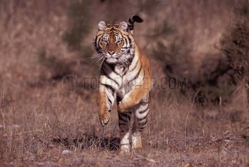 Tigre de Sibérie chargeant réserve Montana USA