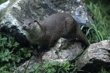 Eurasien Otter auf einem Elsass -Stein