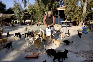 Mann  der Katzen in einem Heiligtum für Katzen Zypern füttert