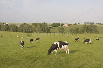 Troupeau de Prim'Holstein broutant au pré au printemps