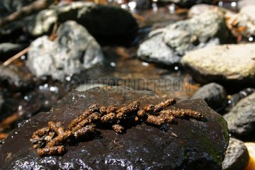 Larvas of Phryganeas in their stone sheath France
