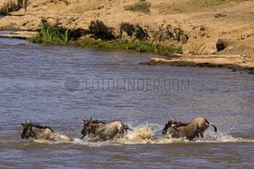 Group of Gnus crossing the Mara River Masai Mara Kenya