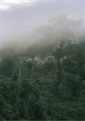 Nebel beim Baldachin des tropischen Waldes bis zum Sonnenuntergang