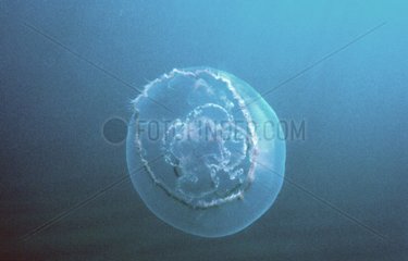 Jellyfish 20cm July Perpignan Mediterranean sea France