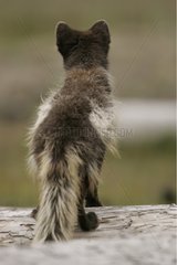 Arctic Fox Back Shot Watchful wÃ¤hrend des FrÃ¼hlings Island