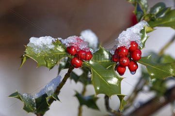 Snows on holly berries