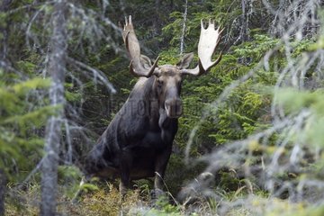 Male Elk urinating during the rut Gaspesie NP Quebec