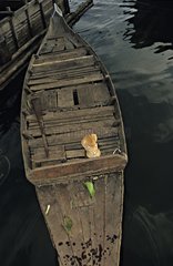 Rote Katze schlÃ¤ft auf einem Ruderboot Thailand