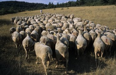 Conduite des moutons au pré en été dans les Cévennes