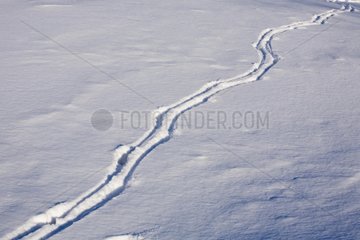 Tracks von WeiÃŸwedelhirschen im Snow Quebec Canada