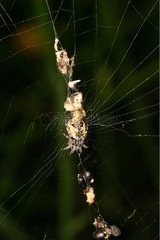 Orb weaver spider with leftovers on its cob Sieuras France