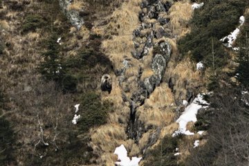 Pyrenean Bear female Hvala emerging from hibernation France