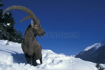 Male Ibex in the snow Vanoise NP