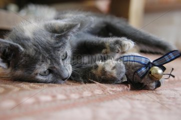 Kitten playing with a grelot