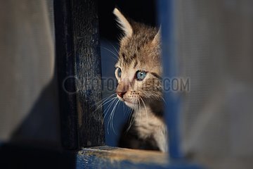 Portrait of a kitten in a square opening