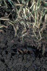 Mole cricket in his gallery in the ground France Europe