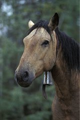 Horse with a bell in freedom in the forest Canada