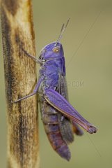 Femelle Locust of palene posed on a stem France