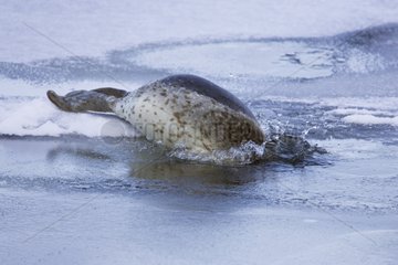 Insular Seal diving in Lake Abashiri in winter Japan