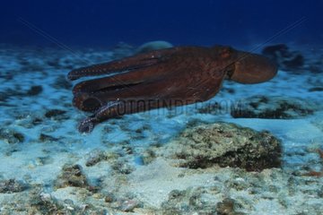 Indo-Pacific Day Octopus jetting Lombok Indonesia