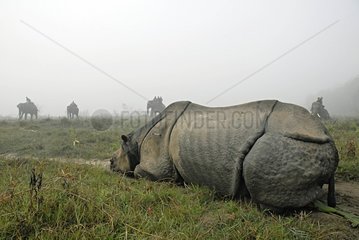 Poached and mutilated IndianRhinoceros asleep for care Nepal