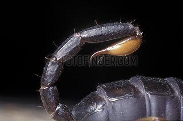 Aiguillon de Scorpion noir à queue jaune France
