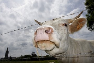 Porträt einer Charolais -Kuh in einem Feld