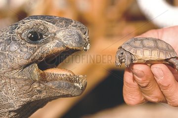 Tortue d'Aldabra adulte et nouveau-né Aldabra Seychelles